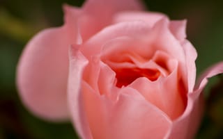Картинка роза, лепестки, цветок, розовая, макро