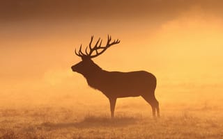 Картинка олень, природа, туман, утро