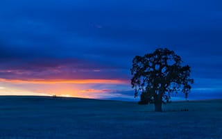 Картинка San Benito County, закат, дерево, California, Калифорния, Сан-Бенито, поле