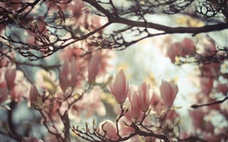 Картинка магнолия, весна, дерево