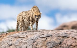 Картинка гепард, зверь, природа