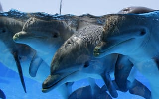 Картинка дельфины, стадо, вода, группа, бассейн, море