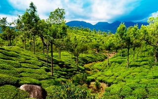Картинка Индия, Kerala, поля, деревья, горы, зелень