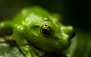 Картинка лягушка, макро, зеленый