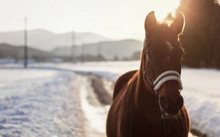 Обои лошадь, снег, глаза, конь, зима