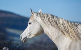 Обои лошадь, небо, морда, грива, (с) OliverSeitz, шея, профиль, конь