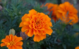 Картинка бархатцы, tagetes, оранжевые, цветы