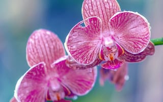 Картинка орхидея, капли, макро, экзотика, лепестки