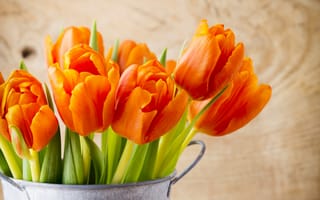 Картинка тюльпаны, горшок, крупным планом, оранжевые, листья