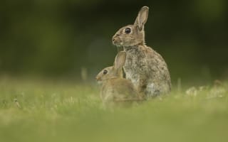 Картинка зайцы, природа