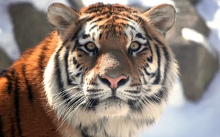 Картинка тигр, кошка, взгляд, амурский, морда
