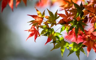Картинка leaves, red leaves, stalks, green leaves, красные листья, autumn, bokeh, боке, осень, зеленые листья, листья, стебли
