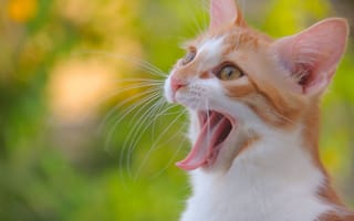 Картинка кот, котёнок, кошка, мордочка, усы, язык, зевок