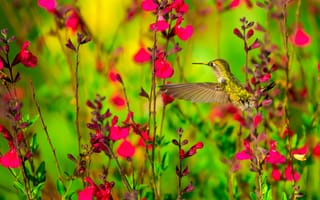 Картинка птица, природа, цветы, колибри