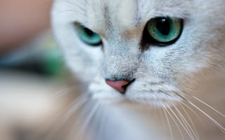 Картинка кот, зеленые глаза, макро, животное, усы
