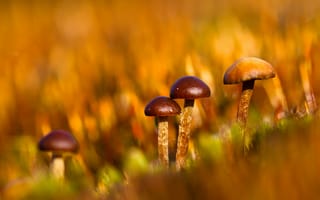 Картинка грибы, природа