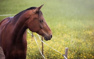 Картинка лошадь, изгородь, лето, профиль, луг, морда, конь