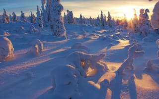 Картинка winter, sunset, tree, snow