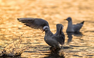 Картинка ANGRY BIRD, seagull, water
