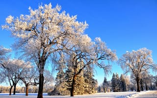 Обои зима, парк, деревья, снег, дорога, небо