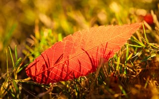 Картинка лист, трава, осень
