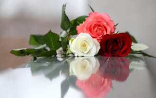 Картинка Розы, Три, Цветы