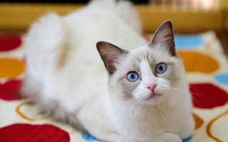 Картинка кошка, глаза, взгляд