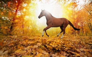 Картинка horses in fall leaves, yellows, forest