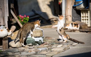 Картинка коты, кошаки, улица, разборки