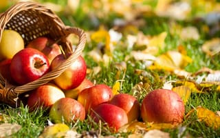 Обои яблоки, трава, осень, листья, корзинка, урожай