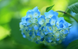 Картинка кустарник, цветок, цветение, гортензия, синяя