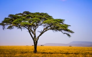 Картинка Африка, холмы, дерево, Танзания, небо, леопард, поле
