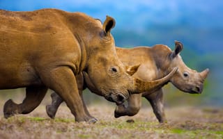 Картинка белый носорог, семья, рог, Африка