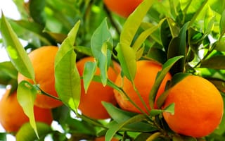 Обои oranges, апельсины, leaves, fruits