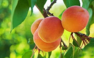 Картинка apricot, абрикосы, фрукты