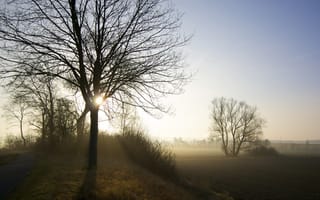 Картинка утро, туман, природа