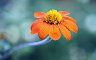 Картинка цветок, оранжевый, маргаритка