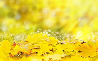 Картинка autumn, солнце, leaves, colorful, желтые, осенние, лучи, листья