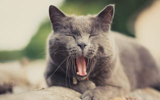 Картинка кот, зевает, кошка, усы