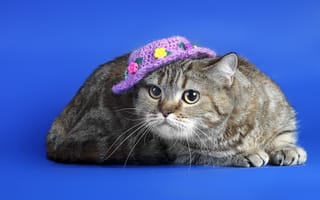 Картинка кошка, шляпка