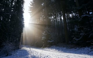 Картинка утро, зима, лес, дорога