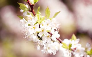 Картинка сакура, цветы, розовый, белые цветы, ветка, весна, макро, вишня, природа