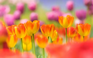 Картинка тюльпаны, весна, сад, лепестки, луг