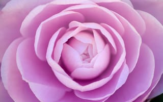 Картинка камелия, лепестки, розовые, цветок