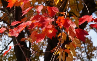 Картинка дерево, осень, листья, багрянец