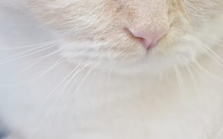 Картинка кот, белый, нос, усы, мордочка