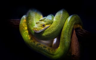 Картинка Green Tree Snake, природа