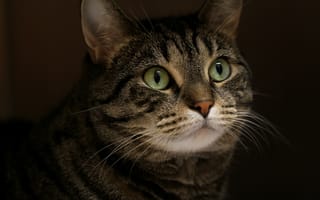 Картинка кот, взгляд, пололсатый, серый