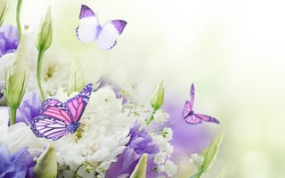 Картинка цветы, chrysanthemums, хризантемы, бабочки, flowers, buds, butterflies, бутоны