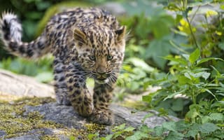 Картинка леопард, котёнок, кошка, амурский, ©Tambako The Jaguar, взгляд, детёныш